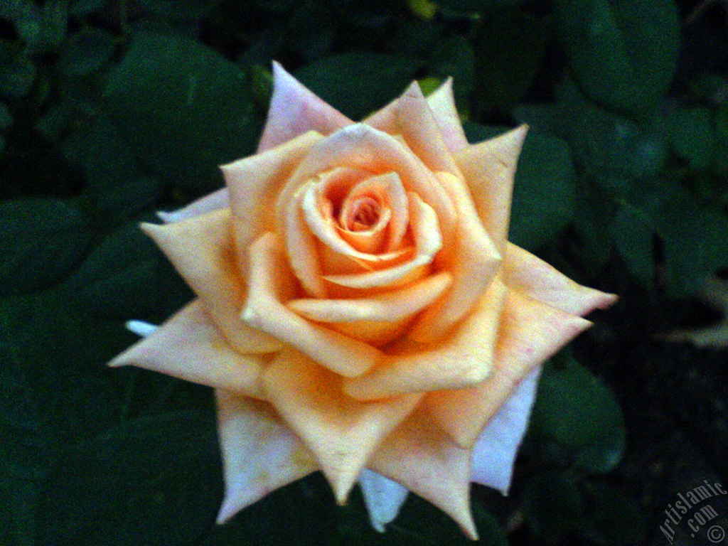 Salmon Color rose photo.
