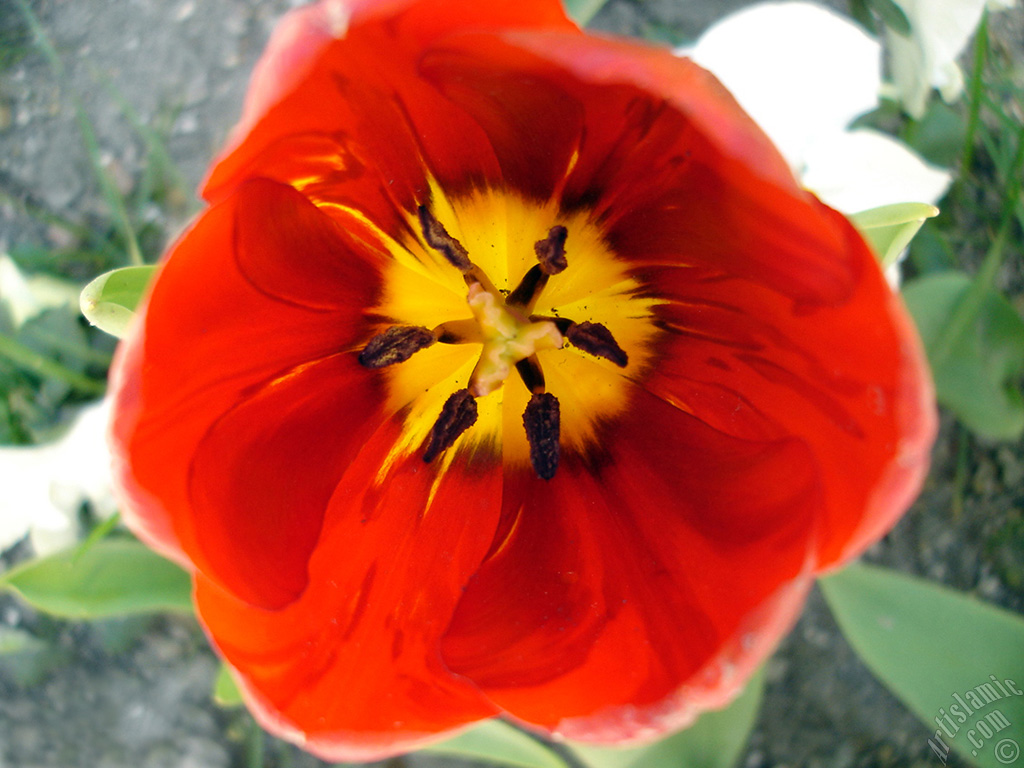 Red Turkish-Ottoman Tulip photo.
