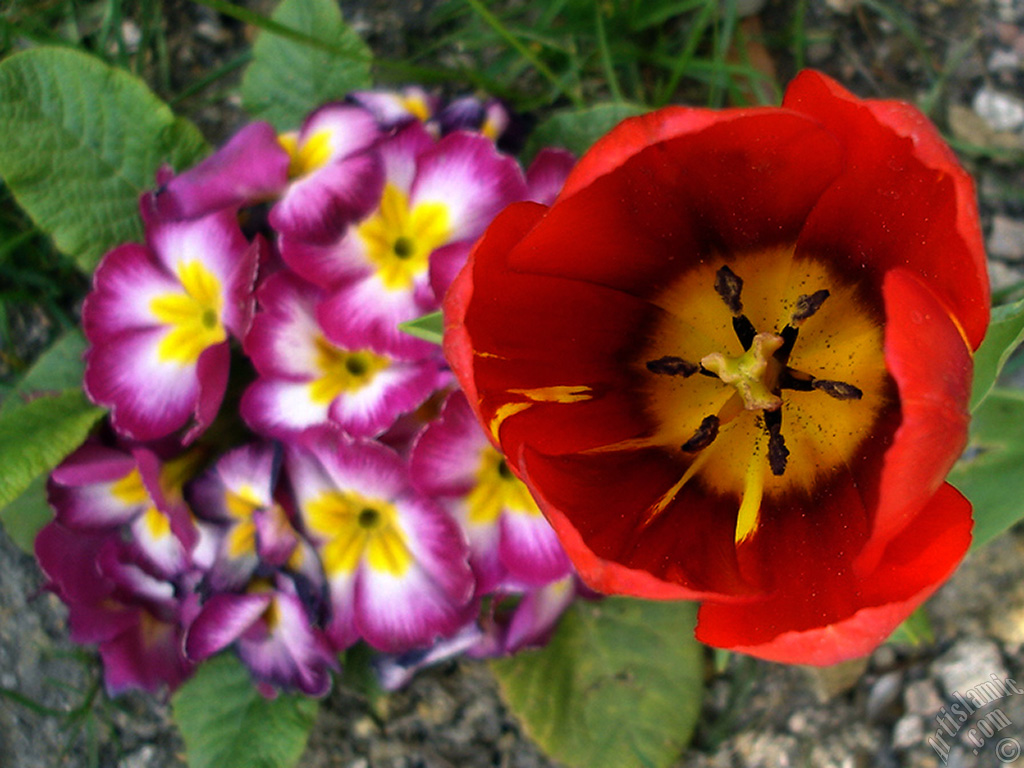 Red Turkish-Ottoman Tulip photo.
