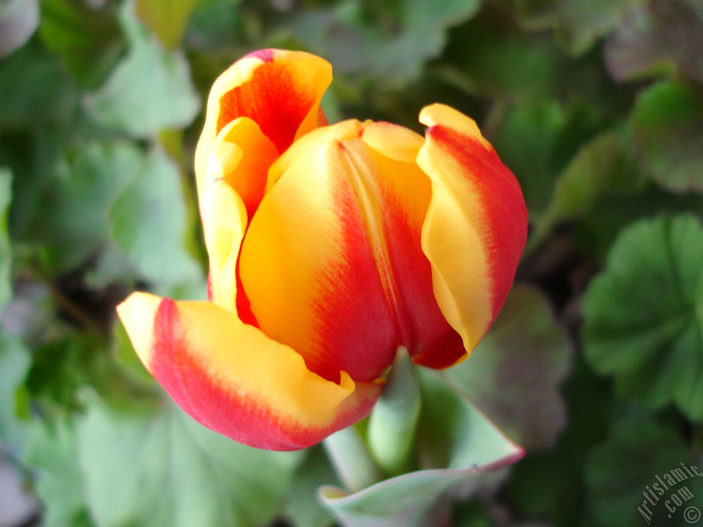 Red-yellow color Turkish-Ottoman Tulip photo.
