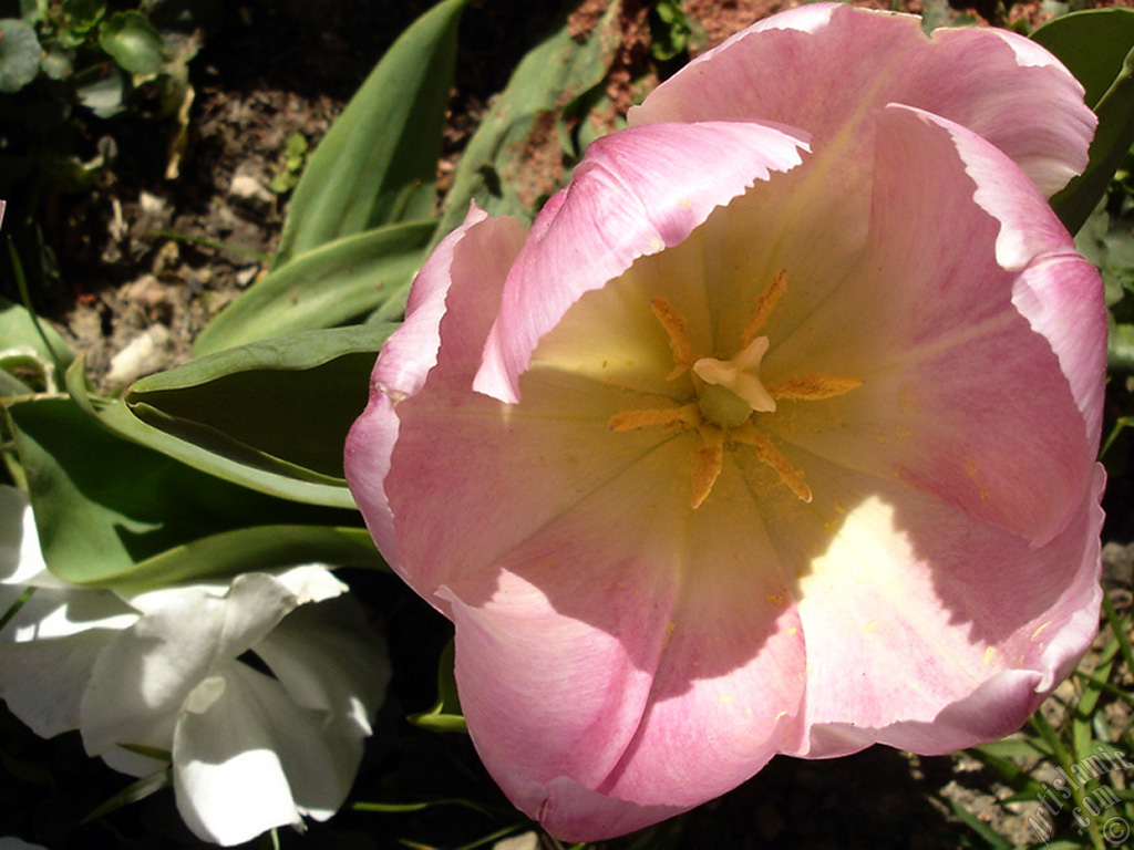 Pink color Turkish-Ottoman Tulip photo.
