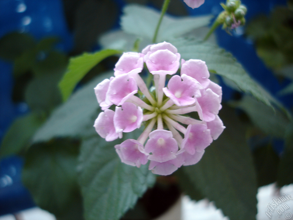 Lantana camara -bush lantana- flower.
