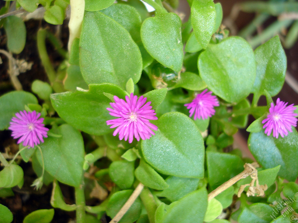 Heartleaf Iceplant -Baby Sun Rose, Rock rose- with pink flowers.
