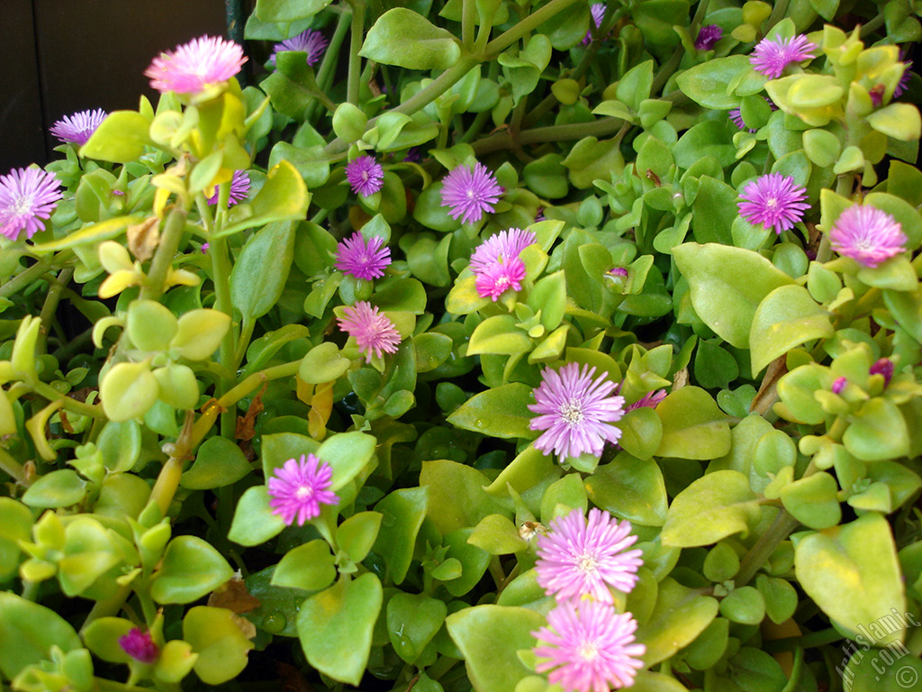 Heartleaf Iceplant -Baby Sun Rose, Rock rose- with pink flowers.
