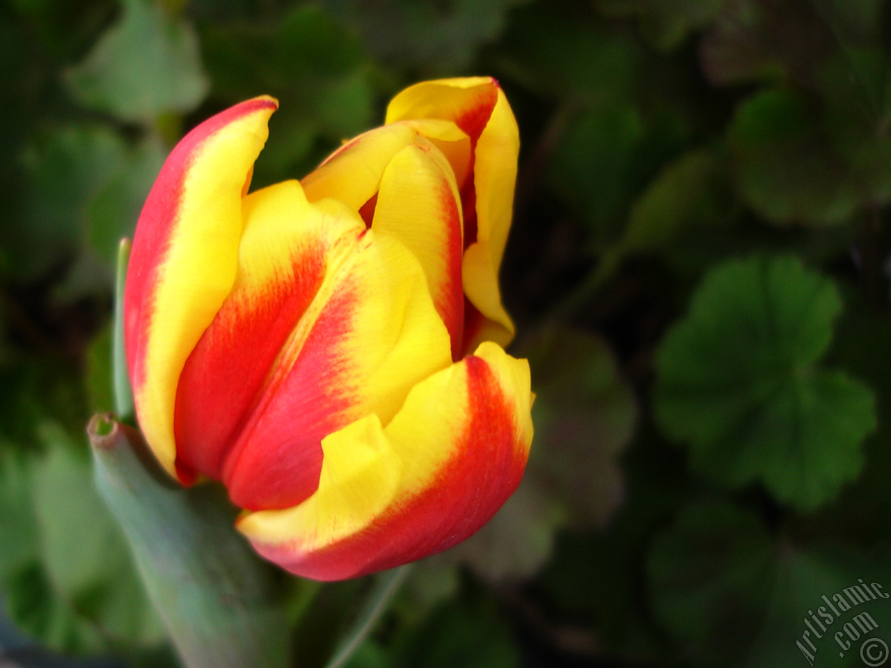 Red-yellow color Turkish-Ottoman Tulip photo.
