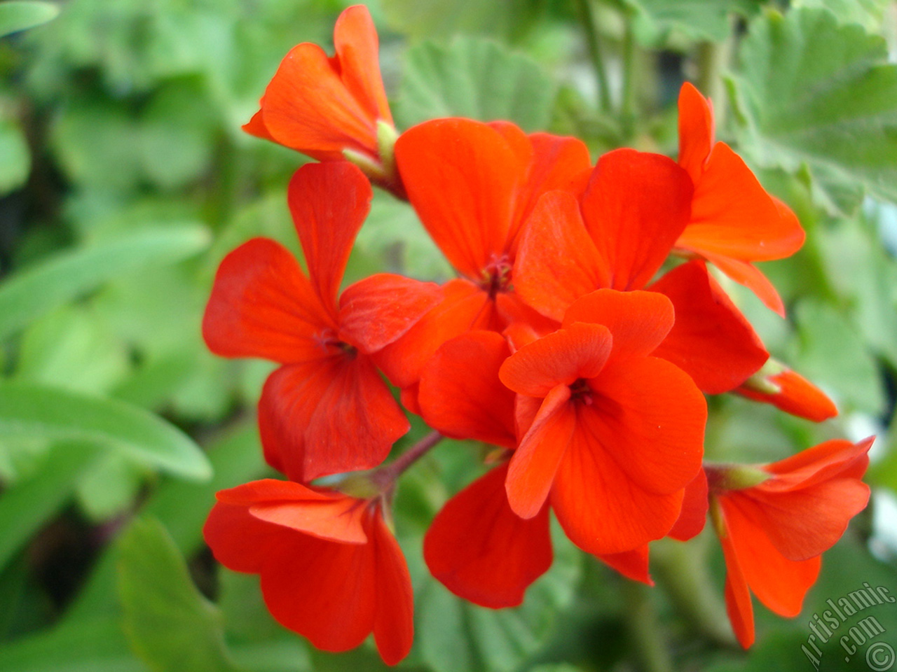 Red Colored Pelargonia -Geranium- flower.
