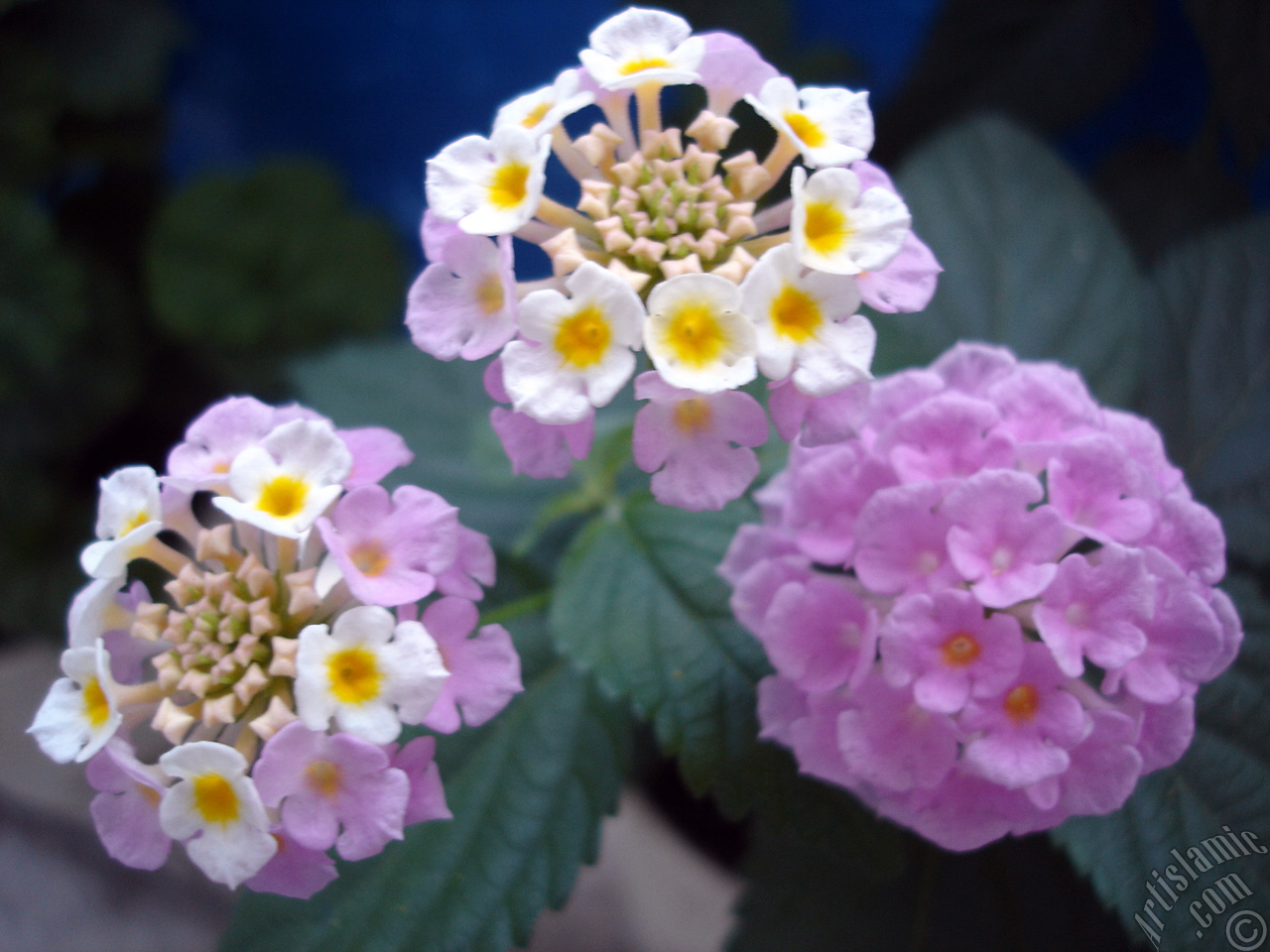 Lantana camara -bush lantana- flower.
