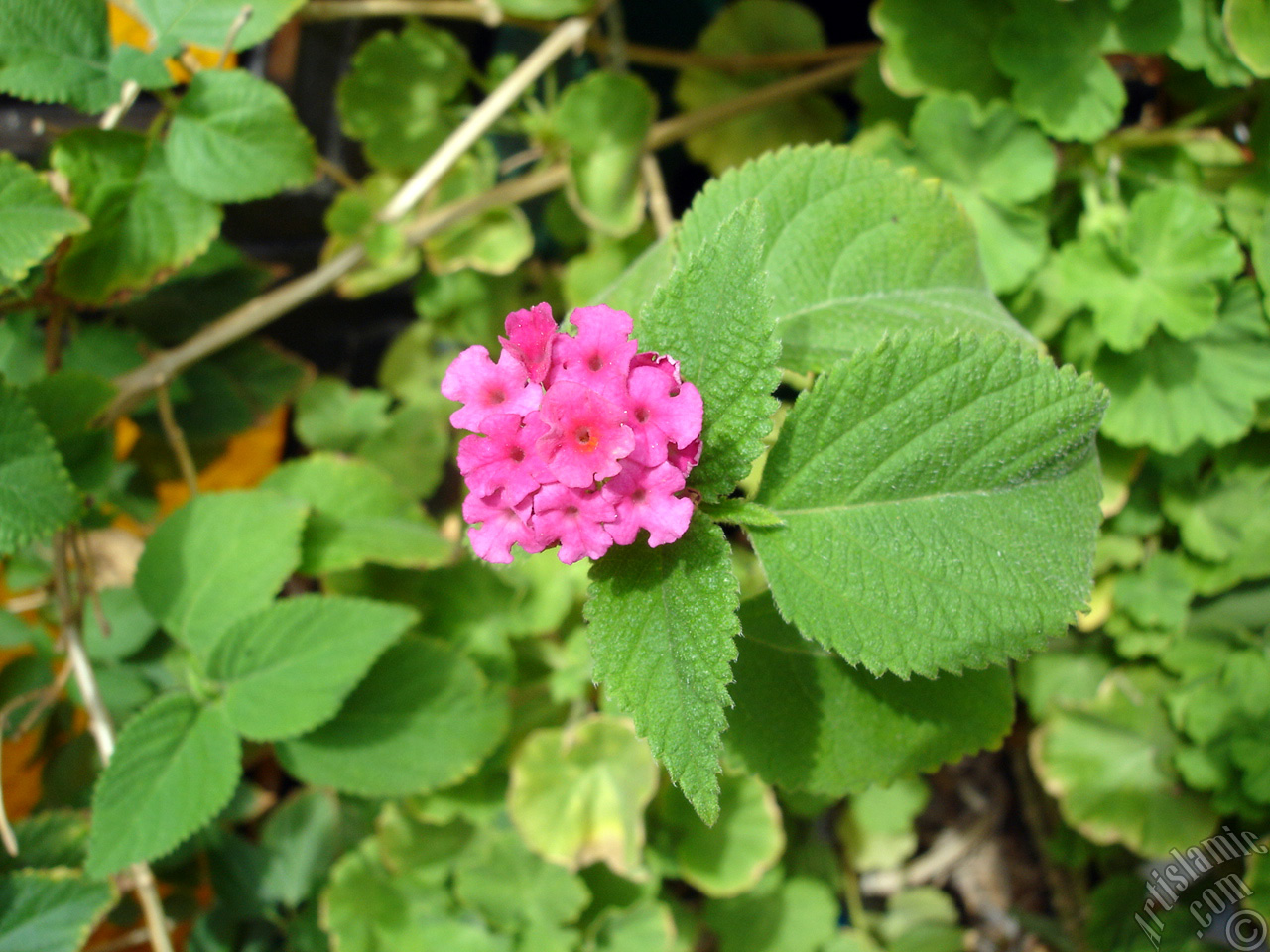 Lantana camara -bush lantana- flower.
