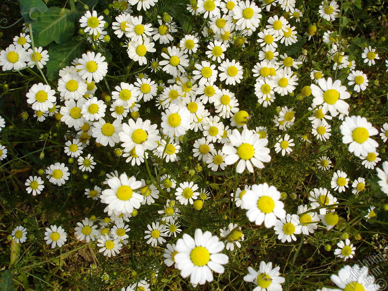 Field Daisy -Ox Eye, Love-Me-Love-Me-Not, Marguerite, Moon Daisy- flower.
