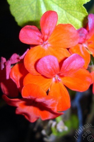 A mobile wallpaper and MMS picture for Apple iPhone 7s, 6s, 5s, 4s, Plus, iPods, iPads, New iPads, Samsung Galaxy S Series and Notes, Sony Ericsson Xperia, LG Mobile Phones, Tablets and Devices: Red Colored Pelargonia -Geranium- flower.
