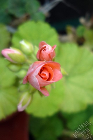 A mobile wallpaper and MMS picture for Apple iPhone 7s, 6s, 5s, 4s, Plus, iPods, iPads, New iPads, Samsung Galaxy S Series and Notes, Sony Ericsson Xperia, LG Mobile Phones, Tablets and Devices: Newly coming out pink color Pelargonia -Geranium- flower.
