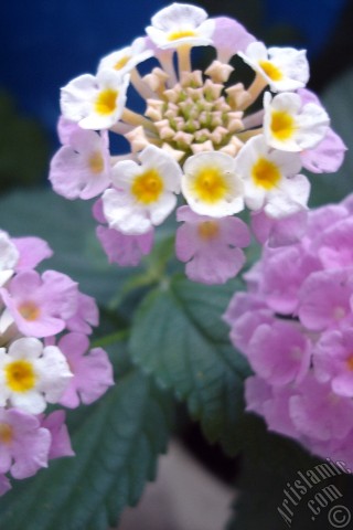 A mobile wallpaper and MMS picture for Apple iPhone 7s, 6s, 5s, 4s, Plus, iPods, iPads, New iPads, Samsung Galaxy S Series and Notes, Sony Ericsson Xperia, LG Mobile Phones, Tablets and Devices: Lantana camara -bush lantana- flower.
