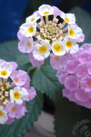 A mobile wallpaper and MMS picture for Apple iPhone 7s, 6s, 5s, 4s, Plus, iPods, iPads, New iPads, Samsung Galaxy S Series and Notes, Sony Ericsson Xperia, LG Mobile Phones, Tablets and Devices: Lantana camara -bush lantana- flower.
