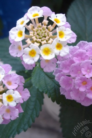 A mobile wallpaper and MMS picture for Apple iPhone 7s, 6s, 5s, 4s, Plus, iPods, iPads, New iPads, Samsung Galaxy S Series and Notes, Sony Ericsson Xperia, LG Mobile Phones, Tablets and Devices: Lantana camara -bush lantana- flower.
