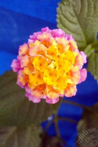 A mobile wallpaper and MMS picture for Apple iPhone 7s, 6s, 5s, 4s, Plus, iPods, iPads, New iPads, Samsung Galaxy S Series and Notes, Sony Ericsson Xperia, LG Mobile Phones, Tablets and Devices: Lantana camara -bush lantana- flower.
