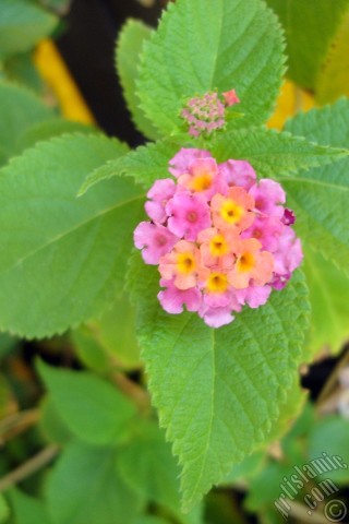 A mobile wallpaper and MMS picture for Apple iPhone 7s, 6s, 5s, 4s, Plus, iPods, iPads, New iPads, Samsung Galaxy S Series and Notes, Sony Ericsson Xperia, LG Mobile Phones, Tablets and Devices: Lantana camara -bush lantana- flower.
