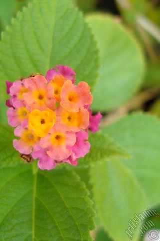 A mobile wallpaper and MMS picture for Apple iPhone 7s, 6s, 5s, 4s, Plus, iPods, iPads, New iPads, Samsung Galaxy S Series and Notes, Sony Ericsson Xperia, LG Mobile Phones, Tablets and Devices: Lantana camara -bush lantana- flower.
