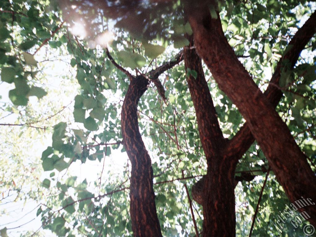 Under the shadow of trees of an orchard in Gaziantep city of Turkey.
