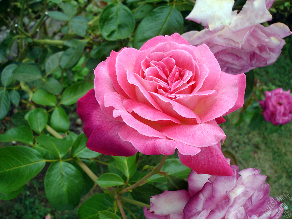 Pink rose photo.
