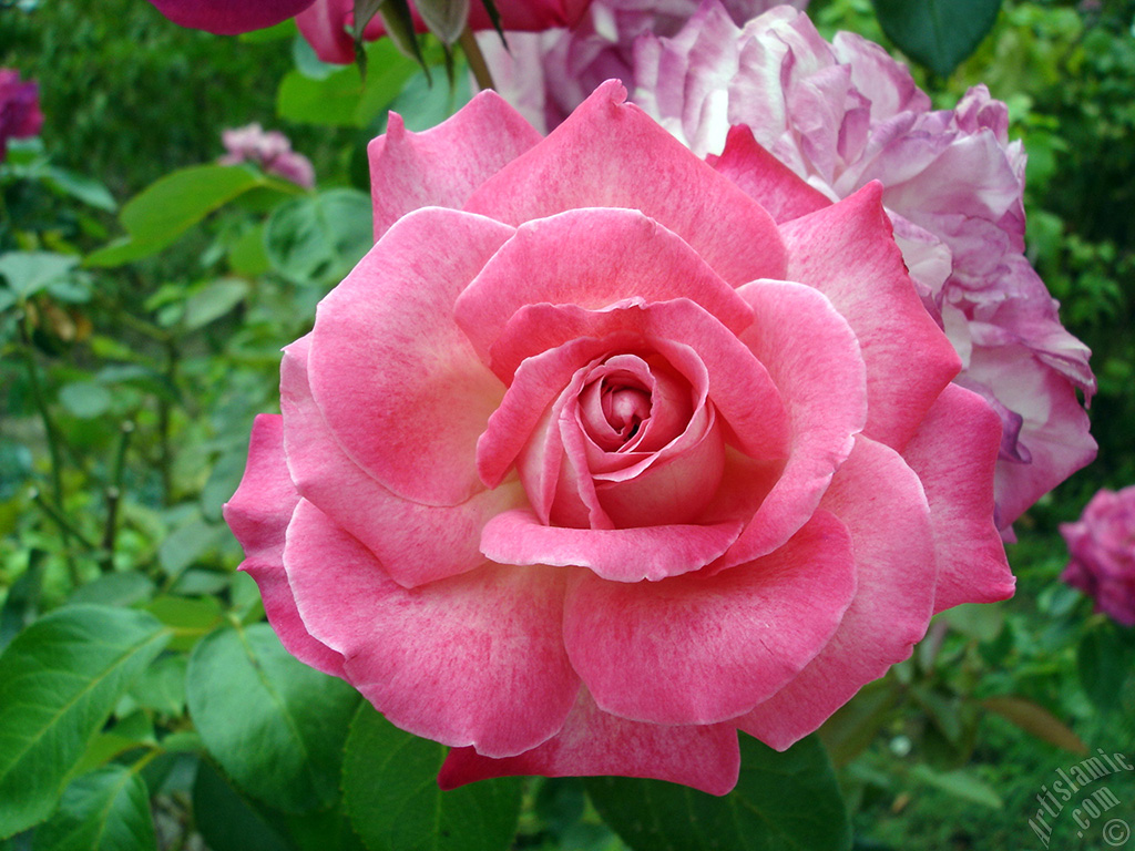 Pink rose photo.
