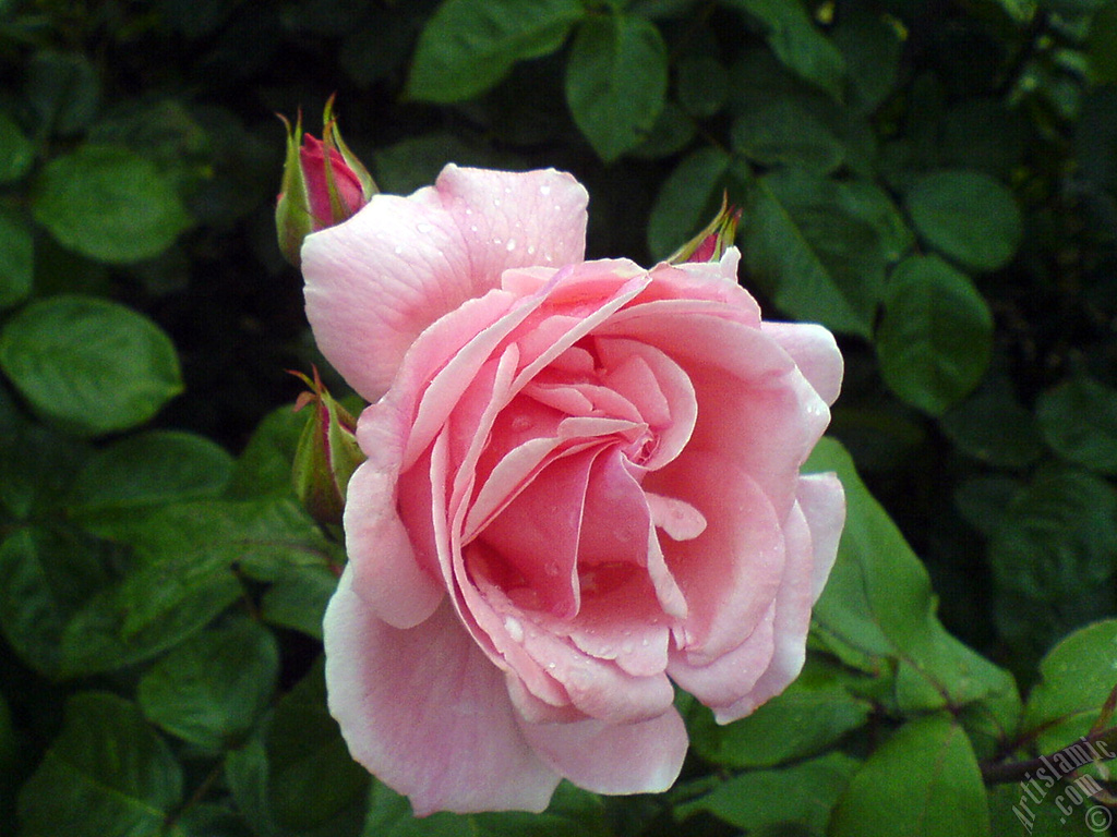 Pink rose photo.
