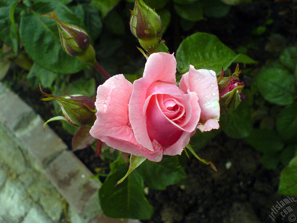 Pink rose photo.
