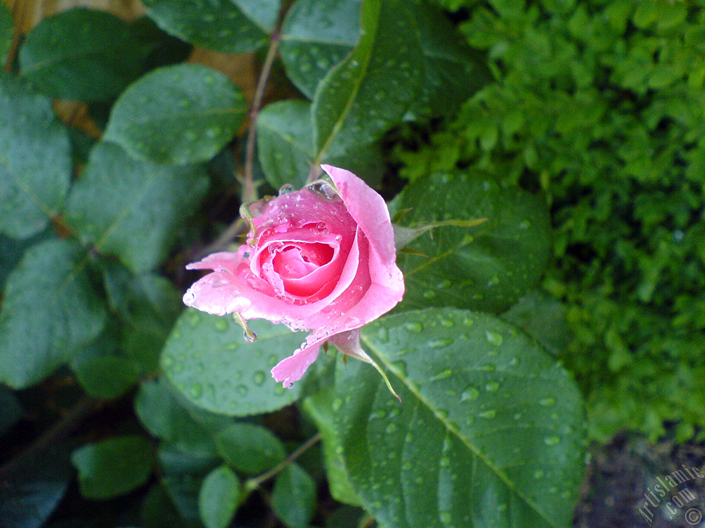 Pink rose photo.
