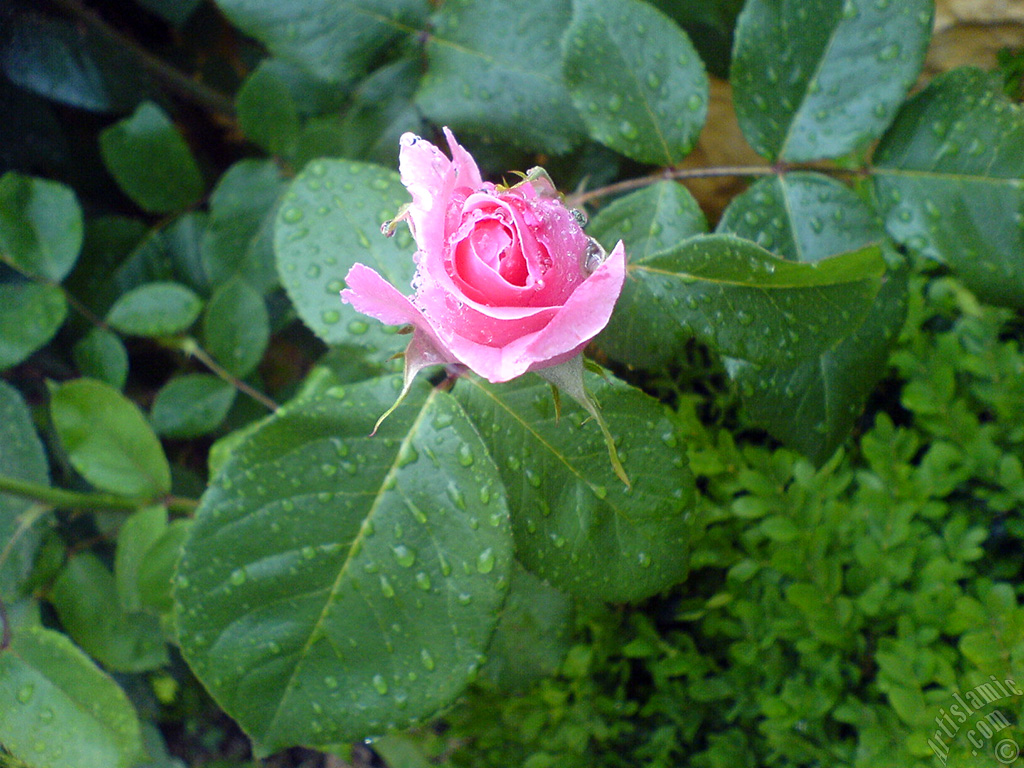 Pink rose photo.
