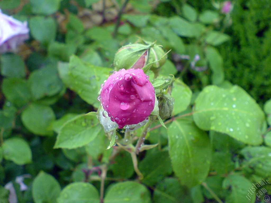 Pink rose photo.
