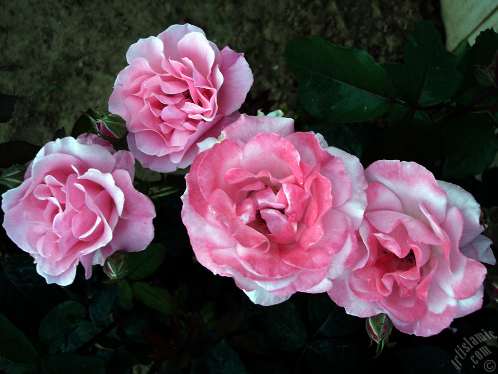 Pink rose photo.
