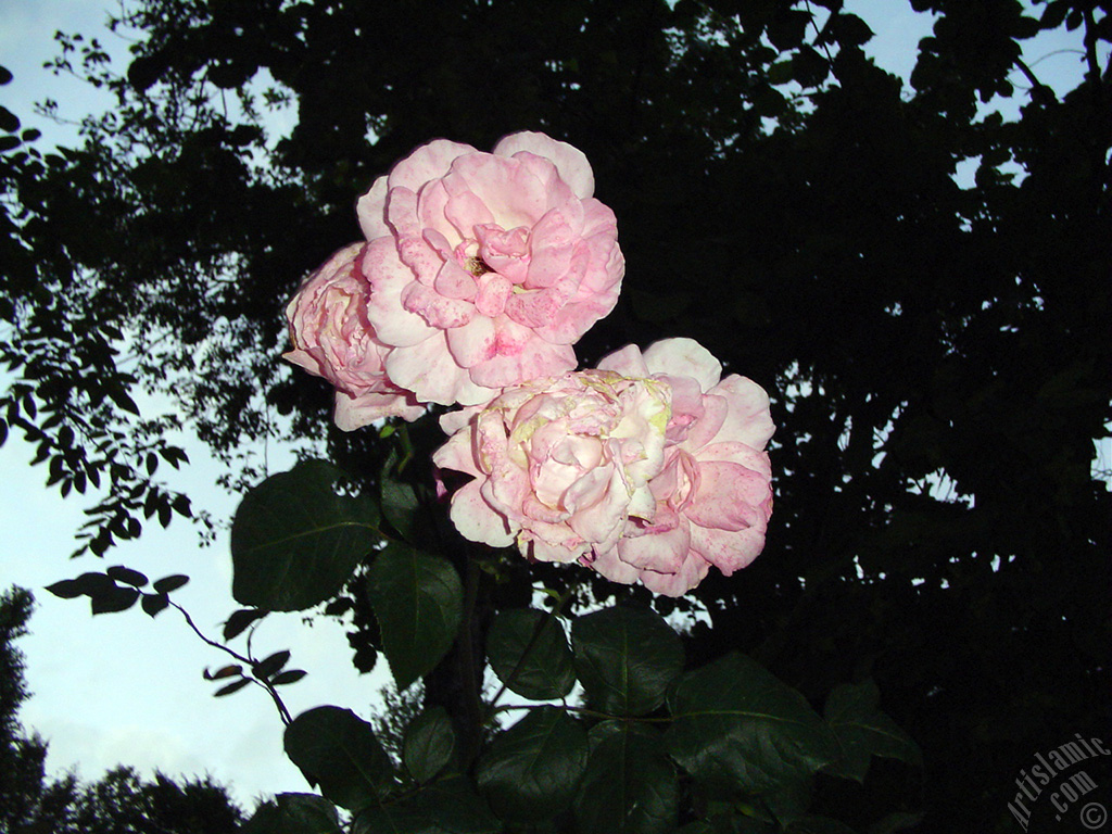 Pink rose photo.
