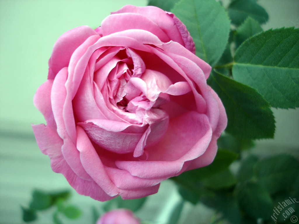 Pink rose photo.
