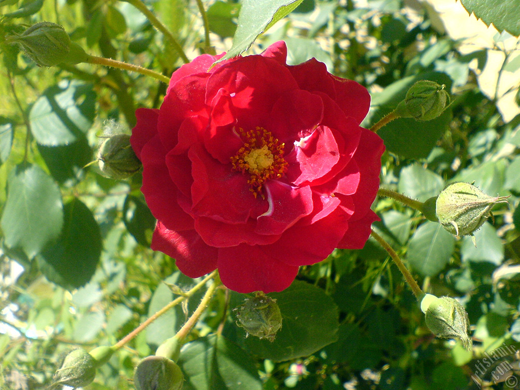 Red rose photo.
