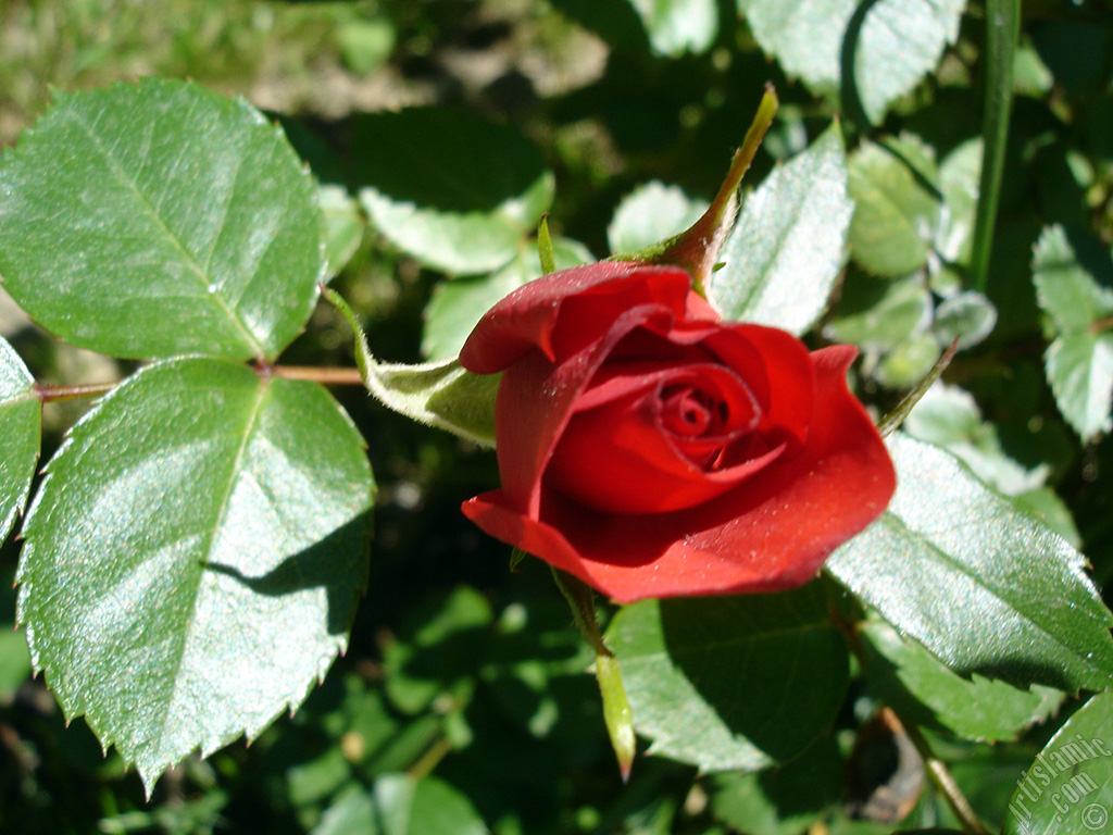 Red rose photo.
