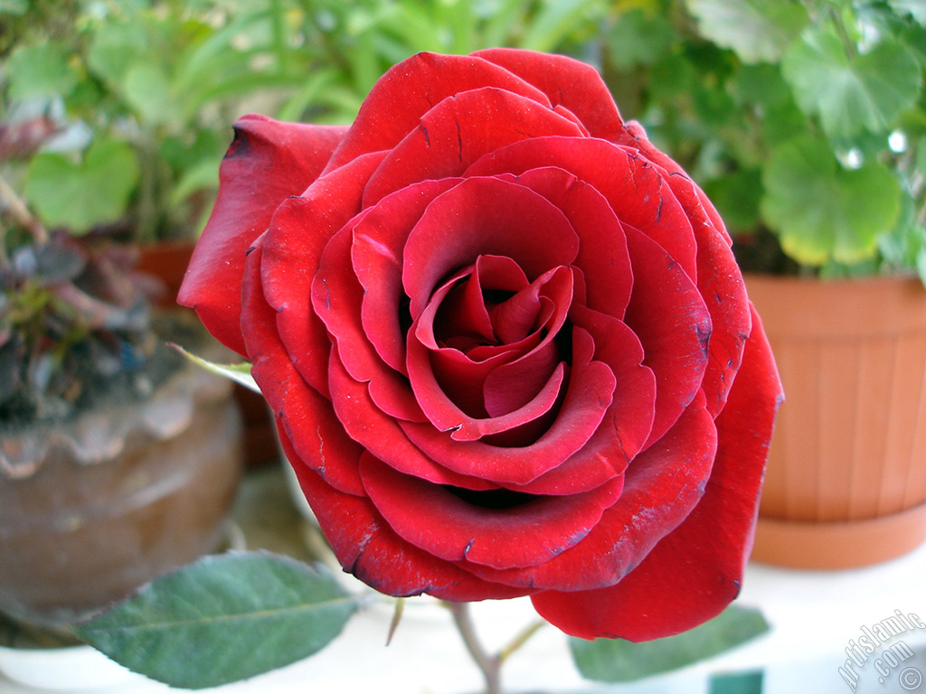 Red rose photo.
