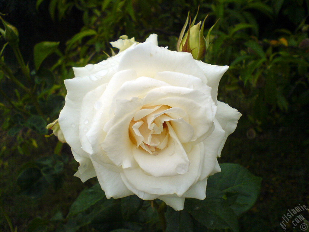 White rose photo.
