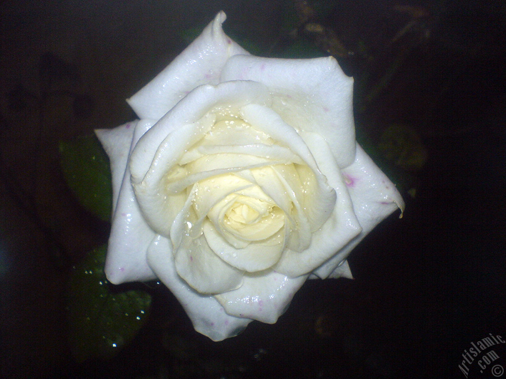 White rose photo.
