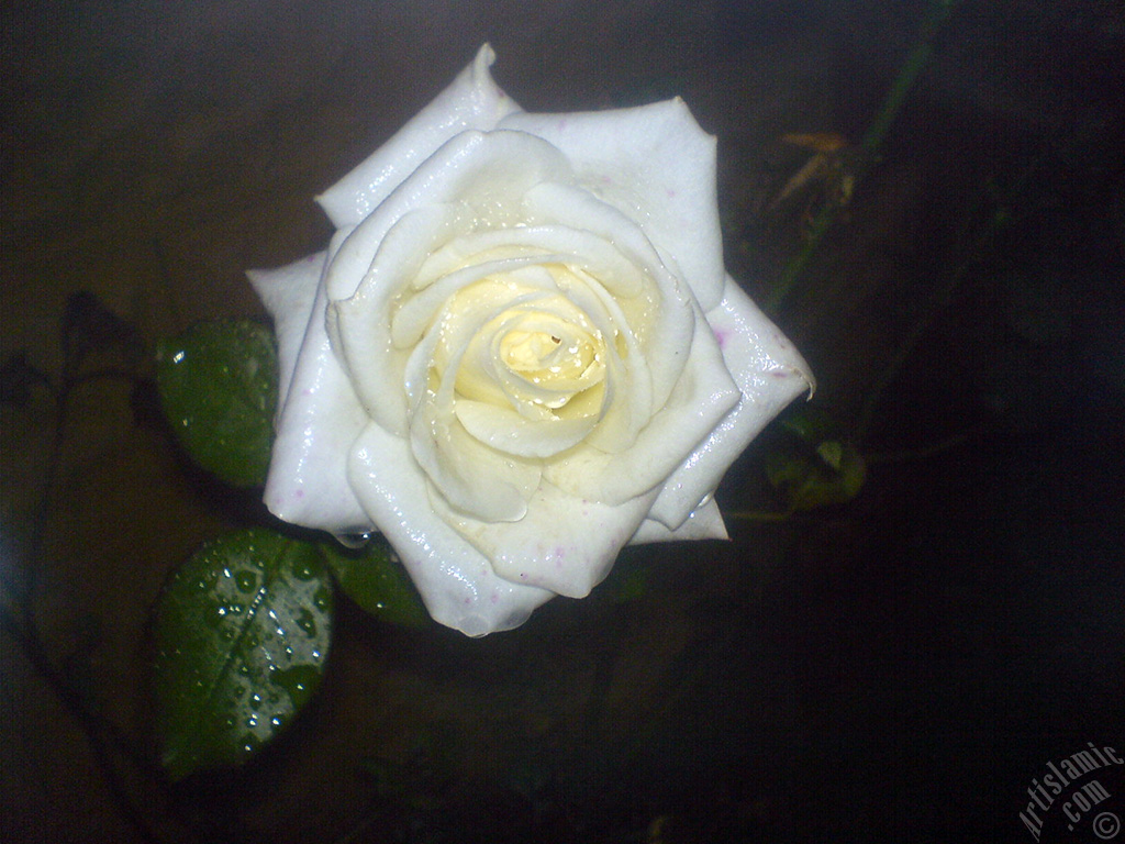 White rose photo.
