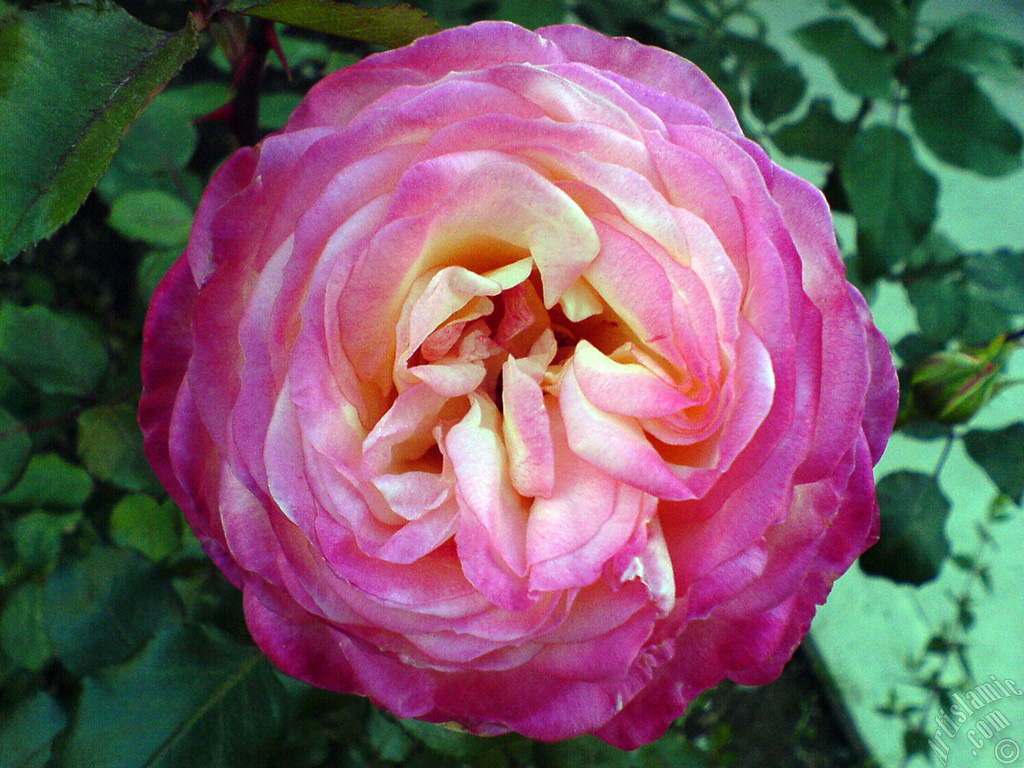 Variegated (mottled) rose photo.
