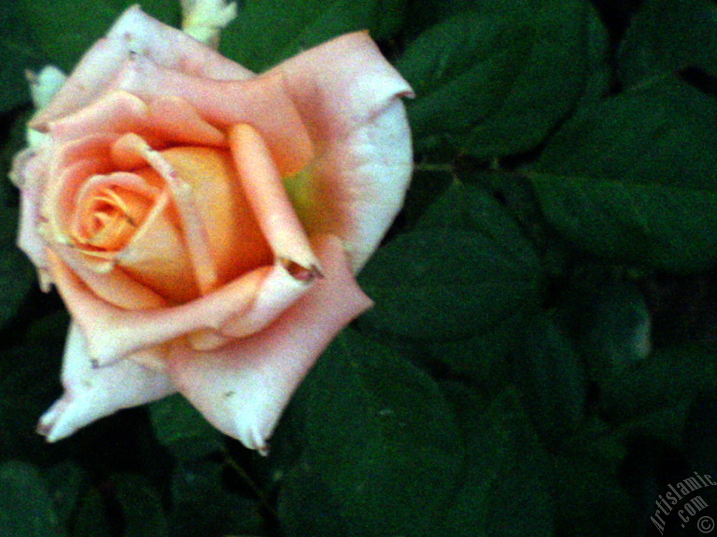 Salmon Color rose photo.
