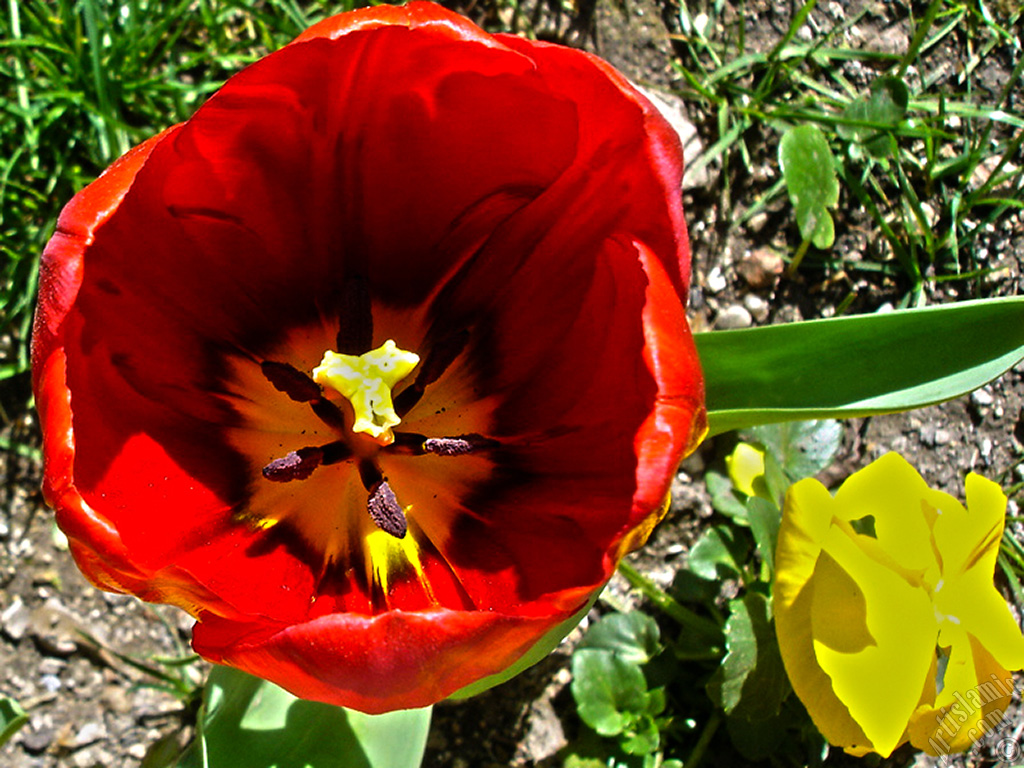 Red Turkish-Ottoman Tulip photo.
