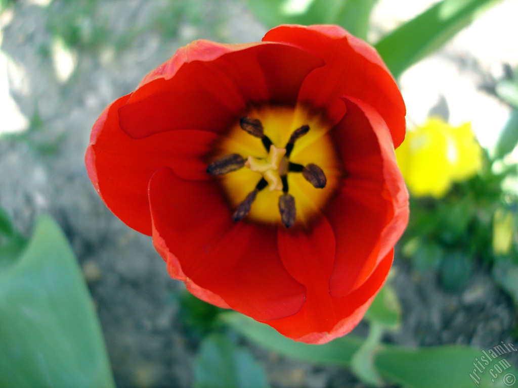 Red Turkish-Ottoman Tulip photo.
