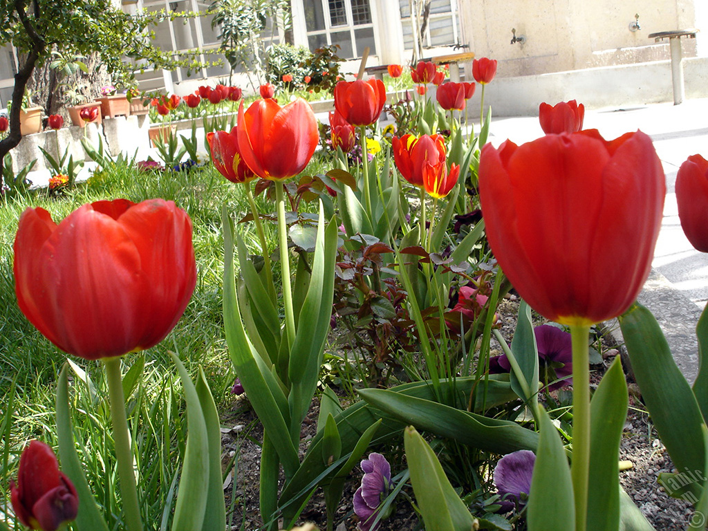 Red Turkish-Ottoman Tulip photo.
