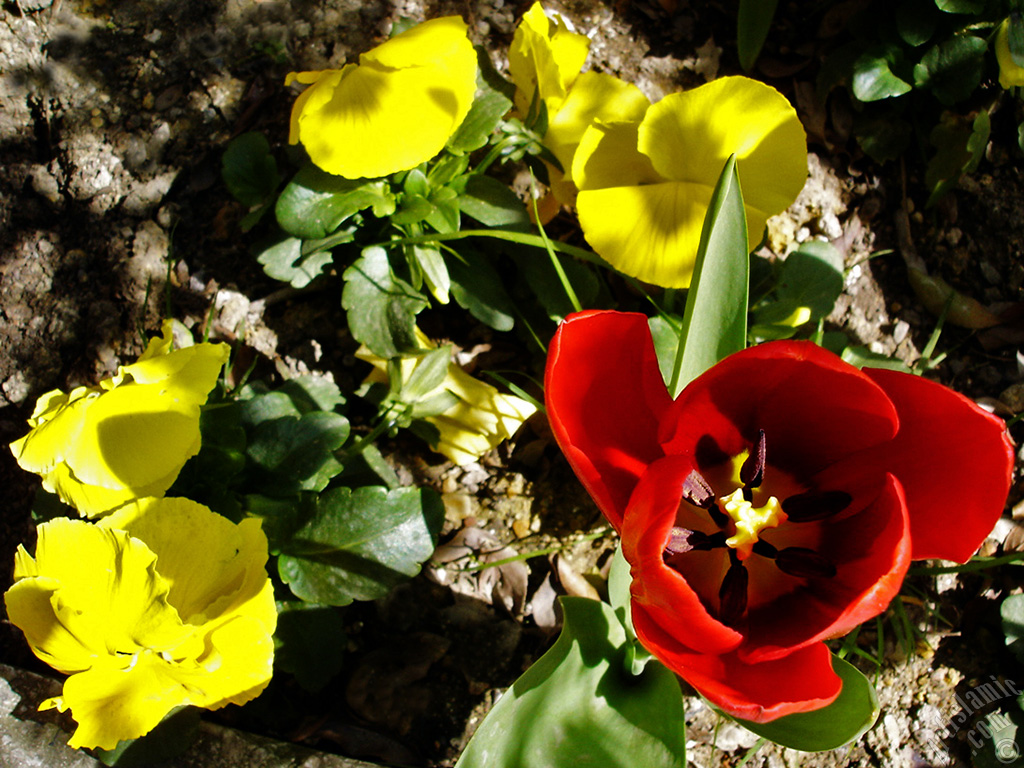 Red Turkish-Ottoman Tulip photo.
