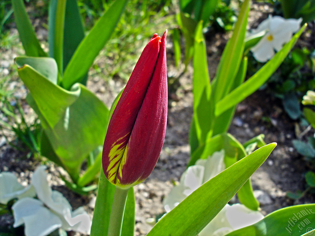 Red-yellow color Turkish-Ottoman Tulip photo.
