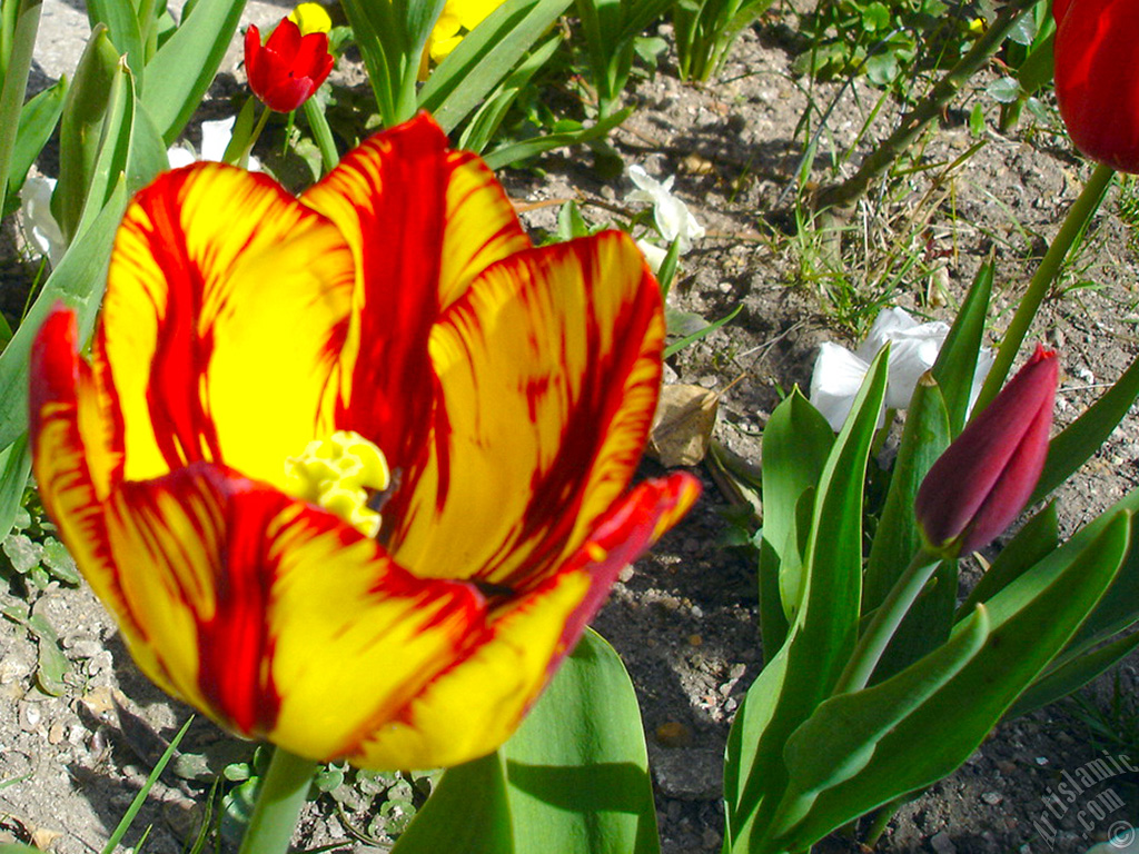 Red-yellow color Turkish-Ottoman Tulip photo.
