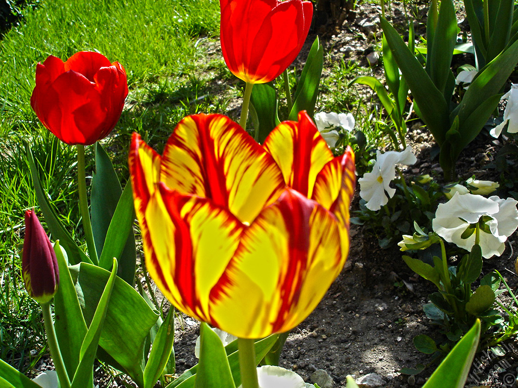 Red-yellow color Turkish-Ottoman Tulip photo.
