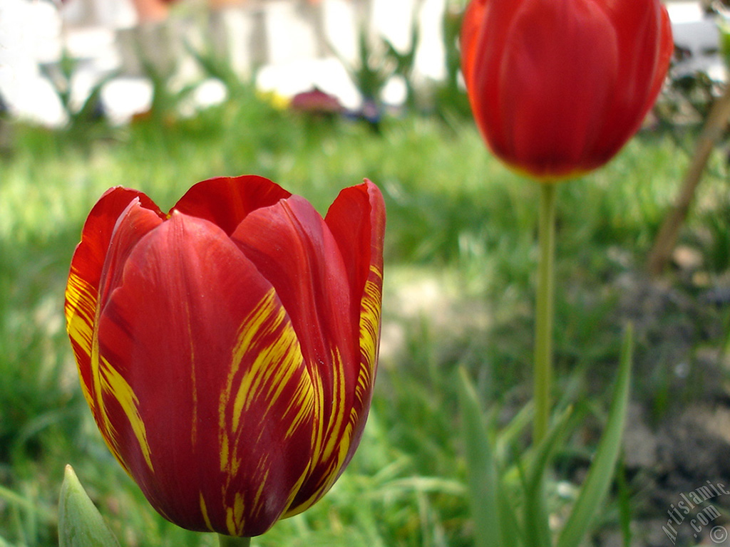 Red-yellow color Turkish-Ottoman Tulip photo.
