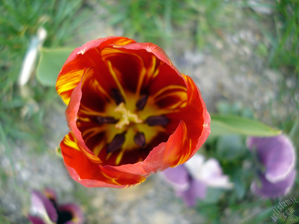 Red-yellow color Turkish-Ottoman Tulip photo.
