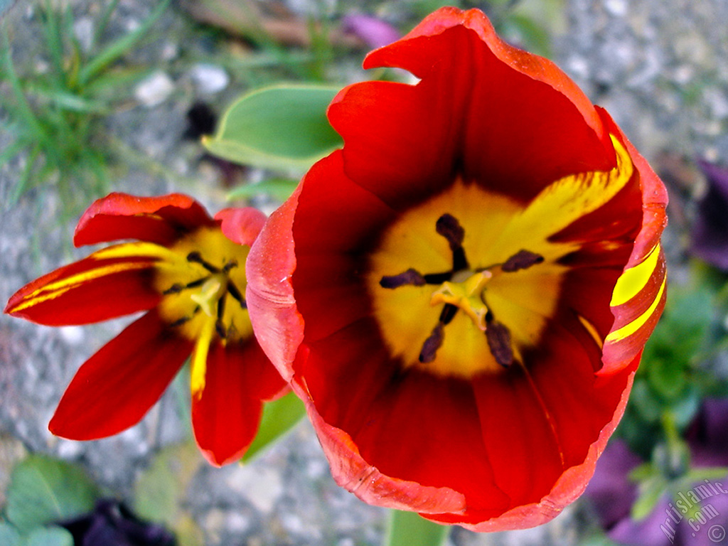 Red-yellow color Turkish-Ottoman Tulip photo.
